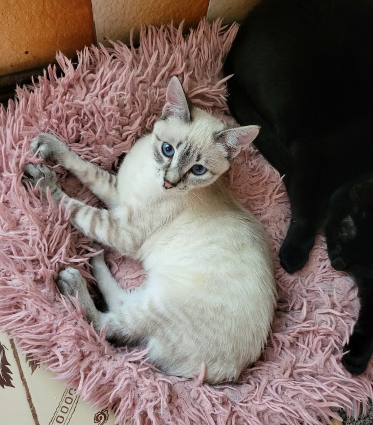 Pisică odihnindu-se într-un cămin temporar