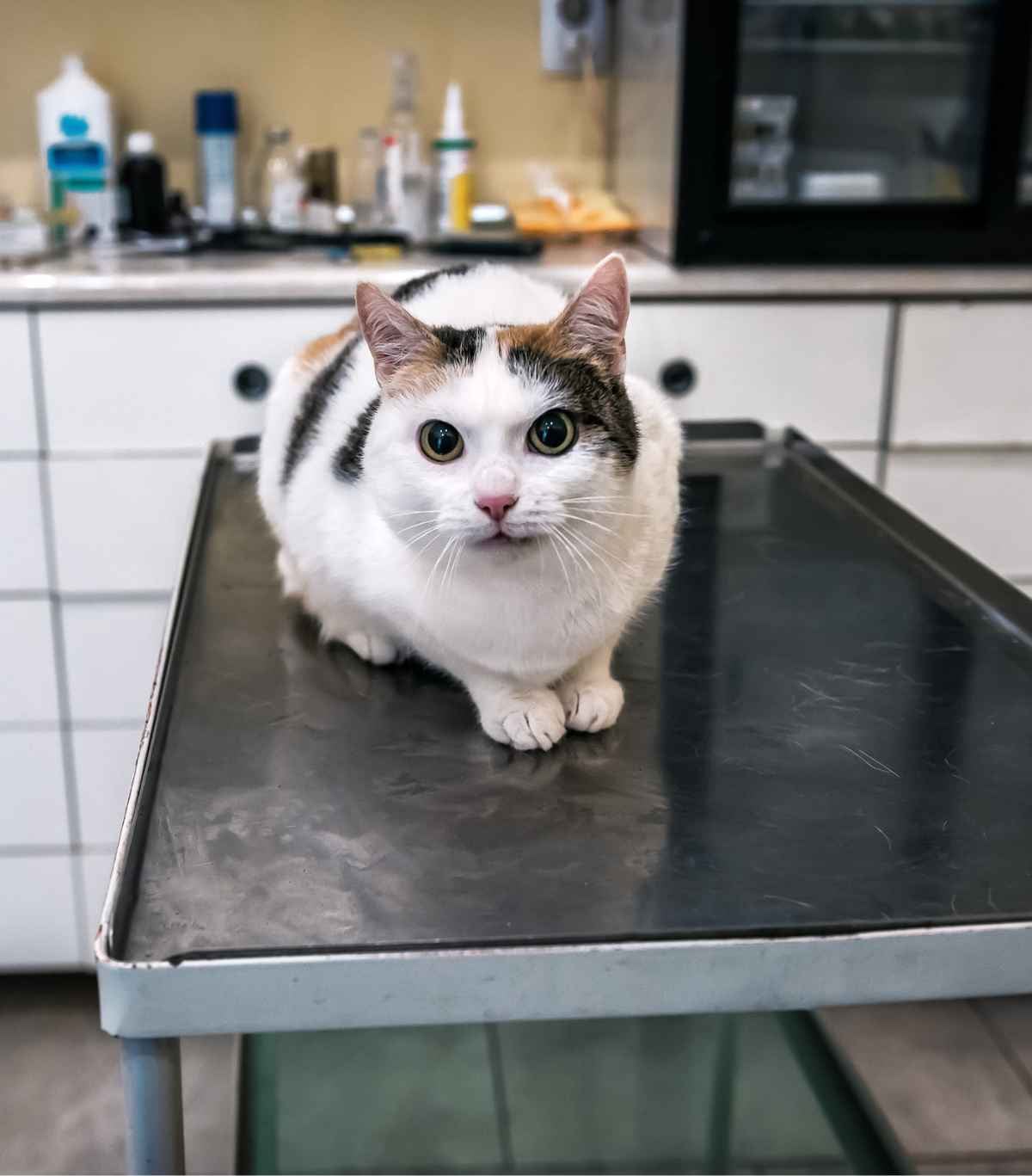 Pisică aflată la un consult veterinar