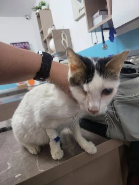 Bella during her examination