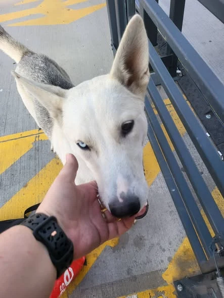 The dog we found in Craiova, photographed outside