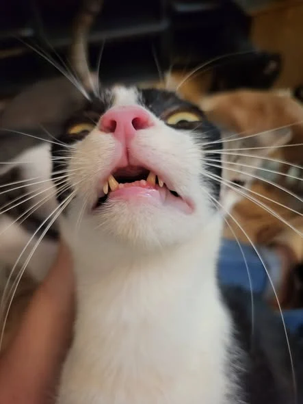 Dental examination of one of the three cats