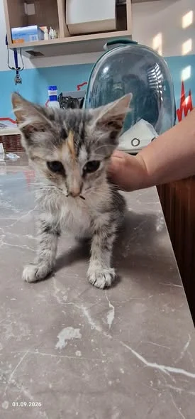 Josephine on the examination table