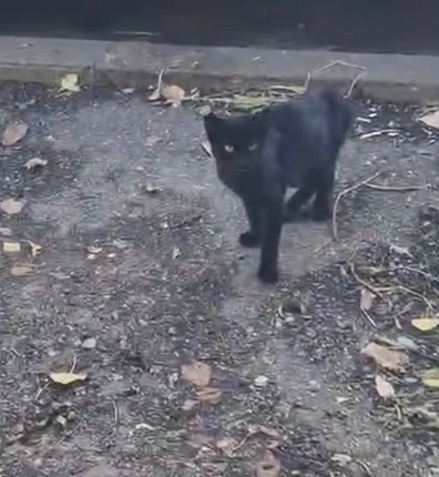 Kieran on the street, in a frame from his rescue video