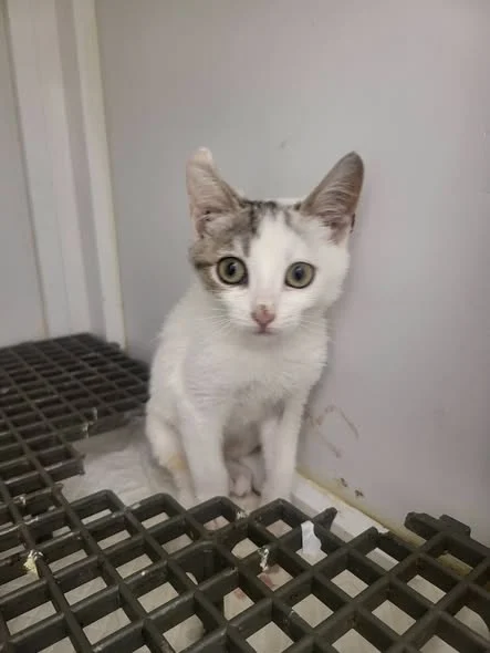 Moxie at the veterinary clinic