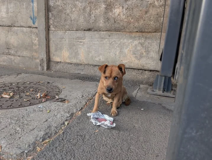 Poncho on the street before we took him to the vet