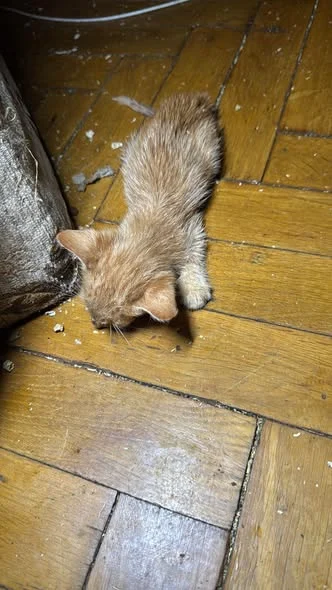 The abandoned kitten before admission