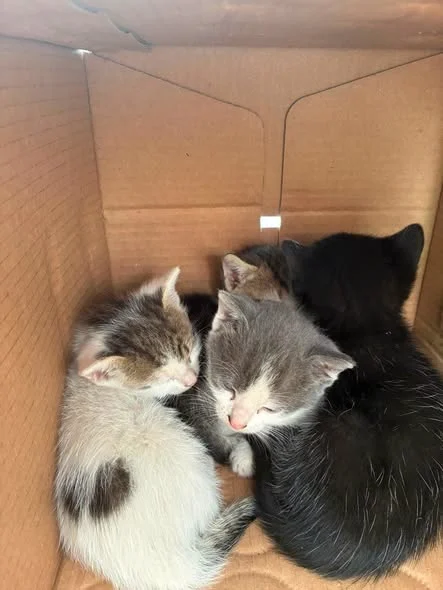 The Bucovăț kittens together in a box