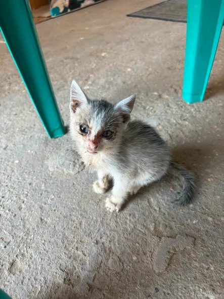 One of the kittens found in Dăneți