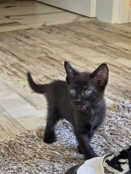 A black kitten from the warehouse group