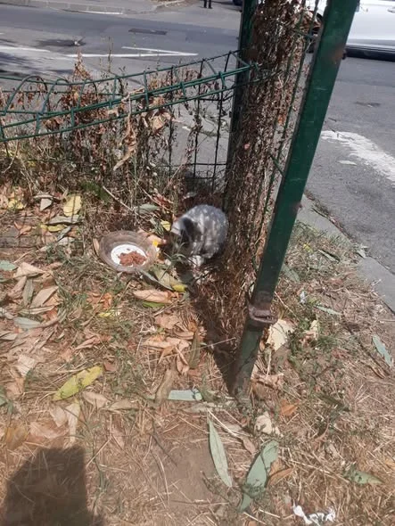 The injured kitten where he was found