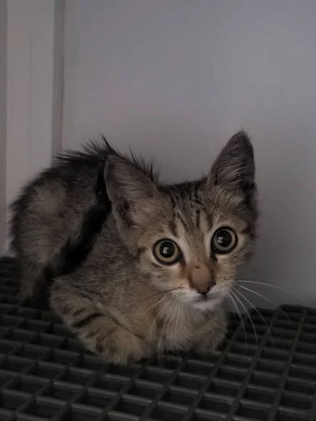 The kitten from Slatina at the clinic