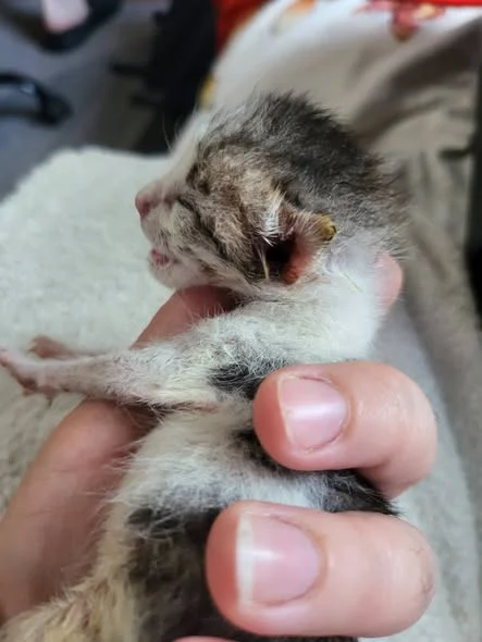 Ricardo during examination of his ear