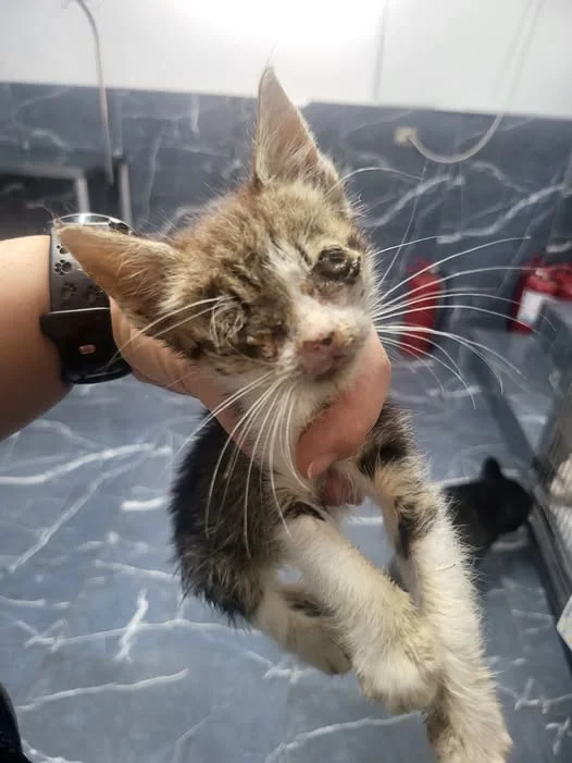 Rosa receiving veterinary care