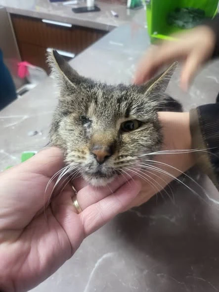 Seraphina during her veterinary examination