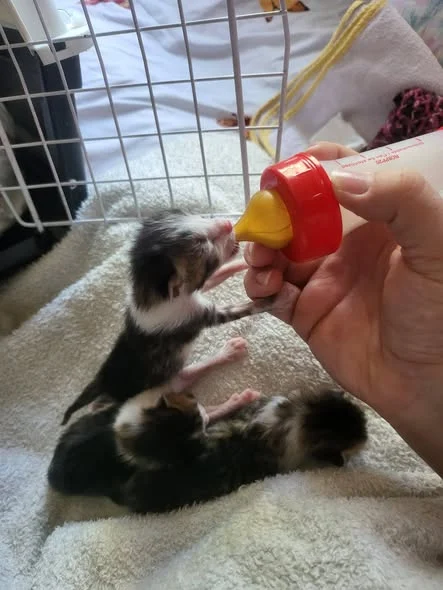 A Podari kitten being bottle-fed