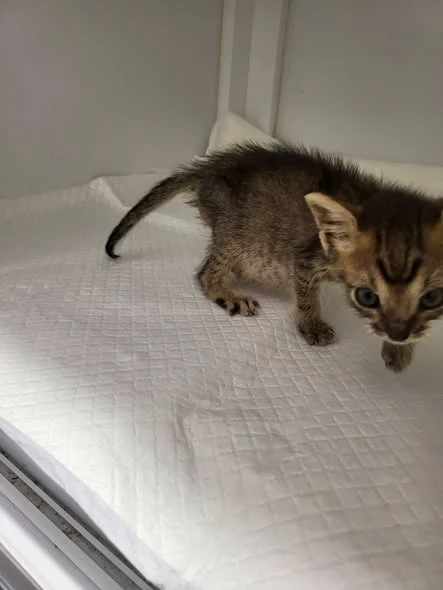 Wolt receiving veterinary care