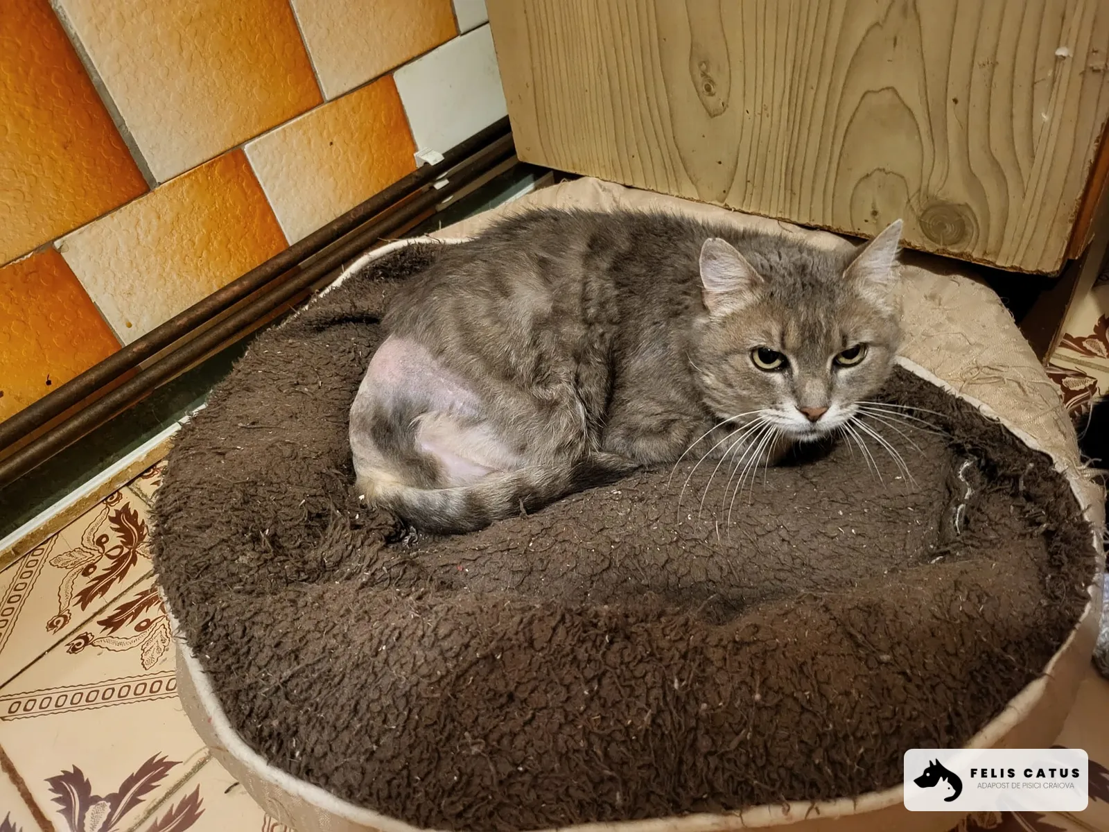 Photo 70 from the Felis Catus archive