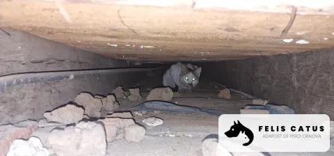 Photo 7 from the Felis Catus archive