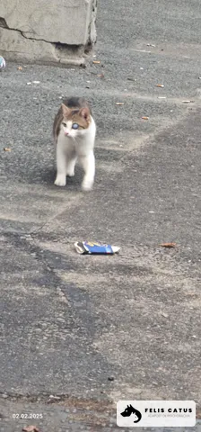 Photo 12 from the Felis Catus archive