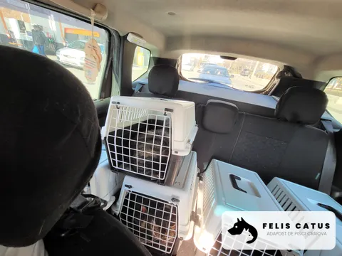 Photo 4 from the Felis Catus archive