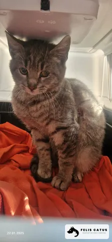 Photo 9 from the Felis Catus archive