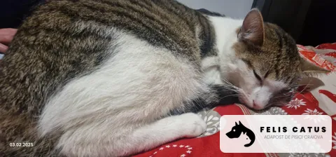 Photo 14 from the Felis Catus archive