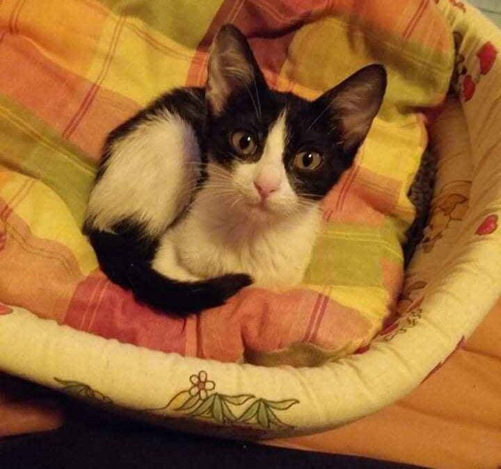 Amira – Adopted – RO