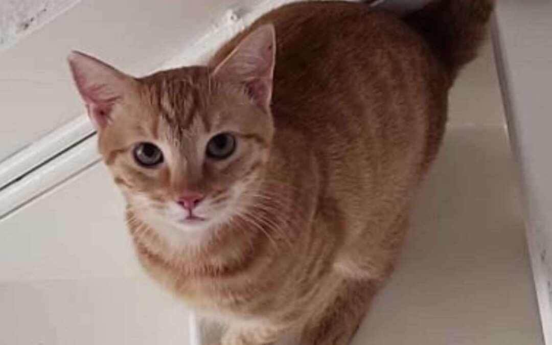 Archie – Adopted – NL