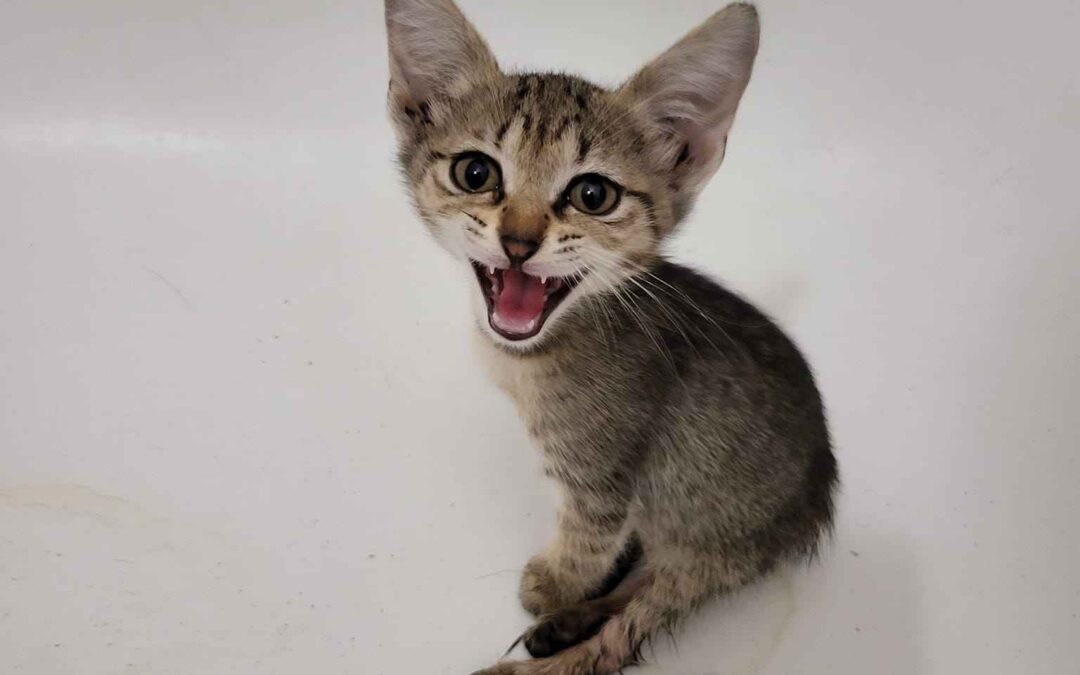 Foxy – Adopted by Us