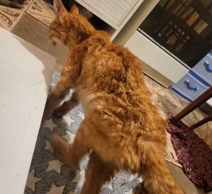 Garfield – Adopted by Us