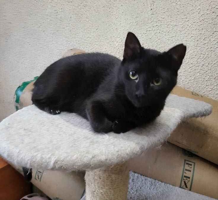 Kitty – Adopted – NL