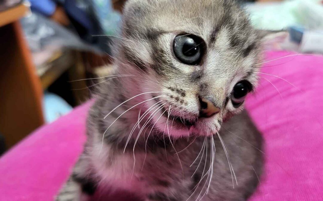 Cazul Leeloo – Adopted – NL