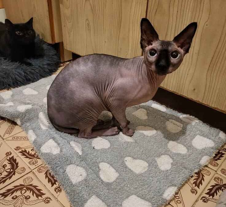 Lucifer – Adopted by Us