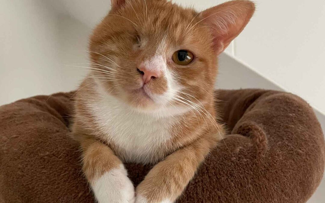 Lucky – Adopted – NL