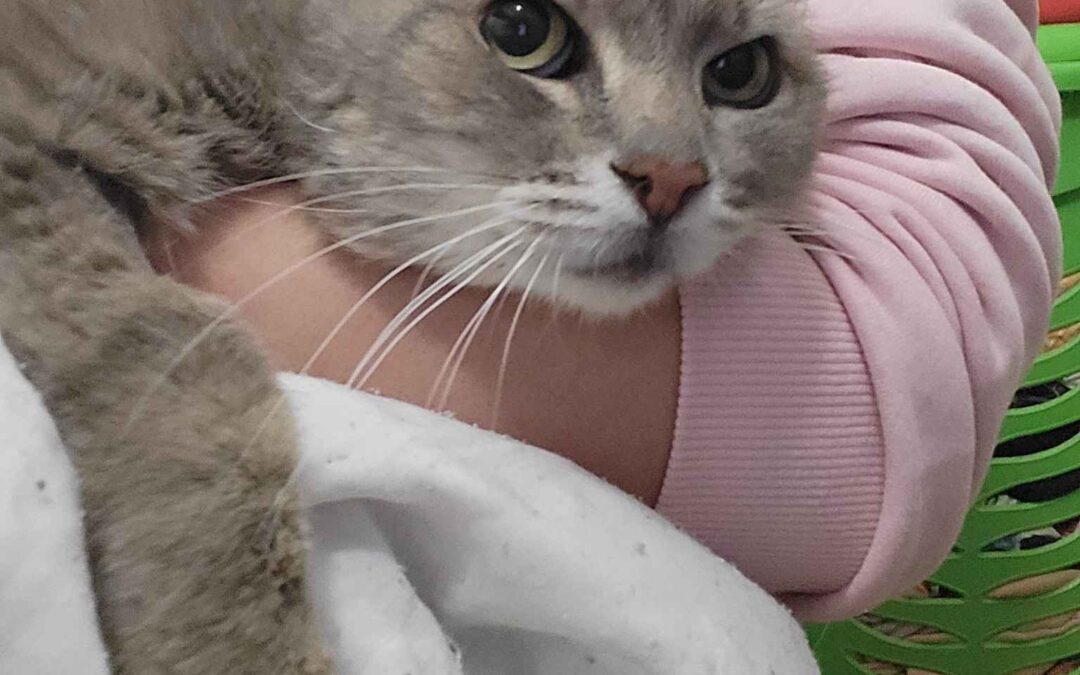 Mamy – Adopted by Us
