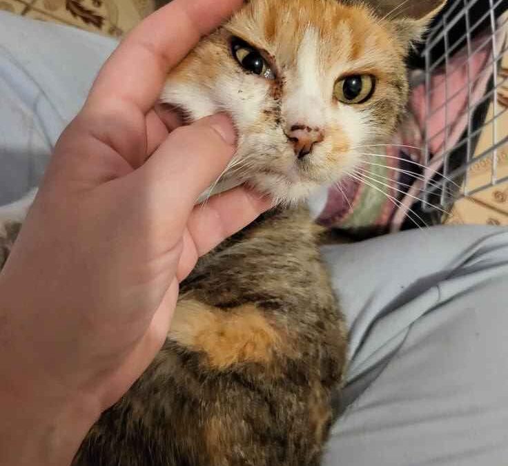 Miki – Adopted by Us
