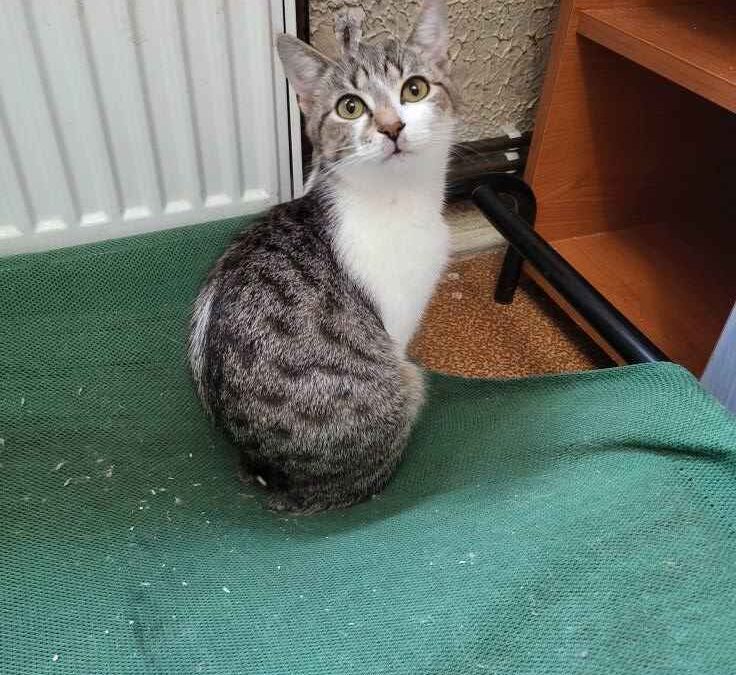 Milka