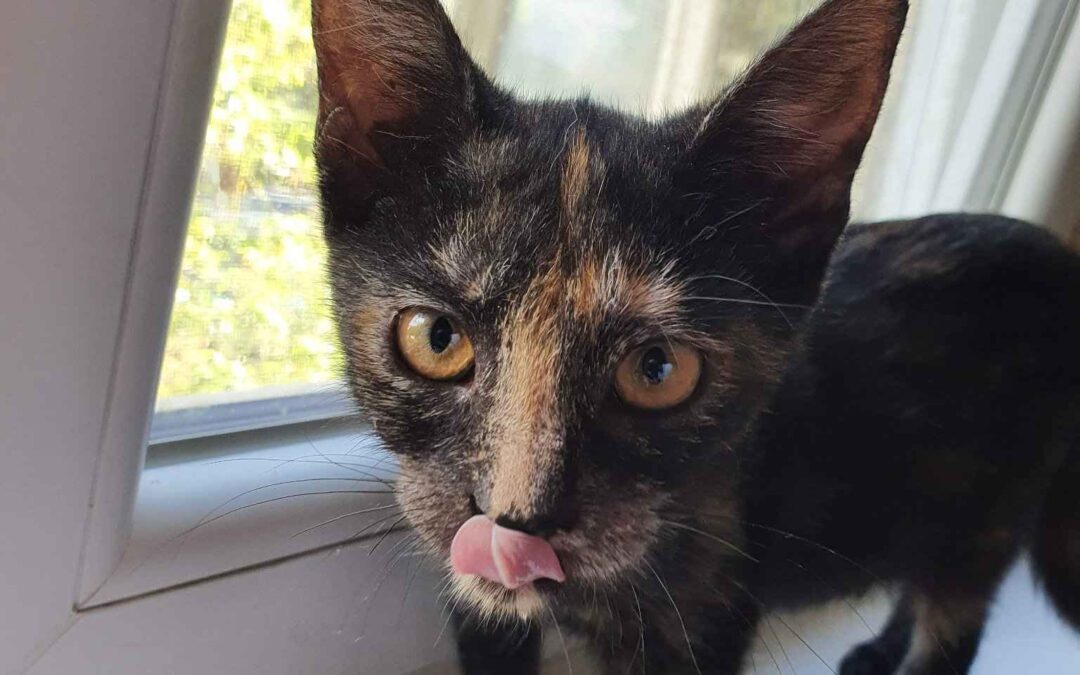Mirabella – Adopted – UK