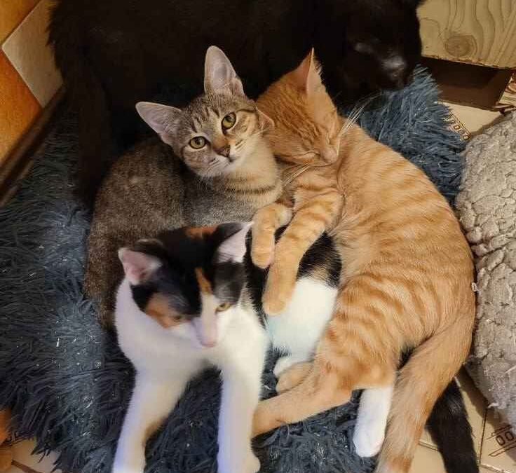Mousse
