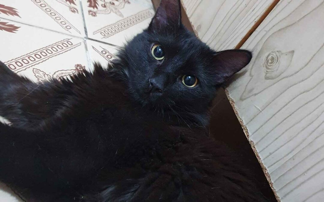 Noel – Adopted – DE