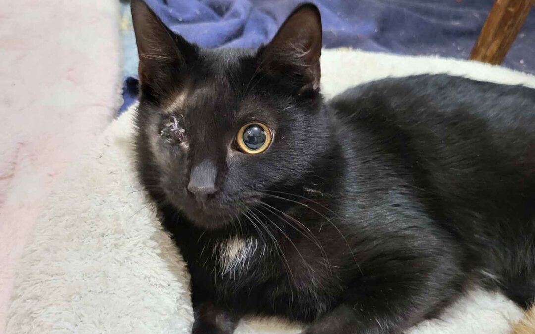 Oxy – Adopted by Us