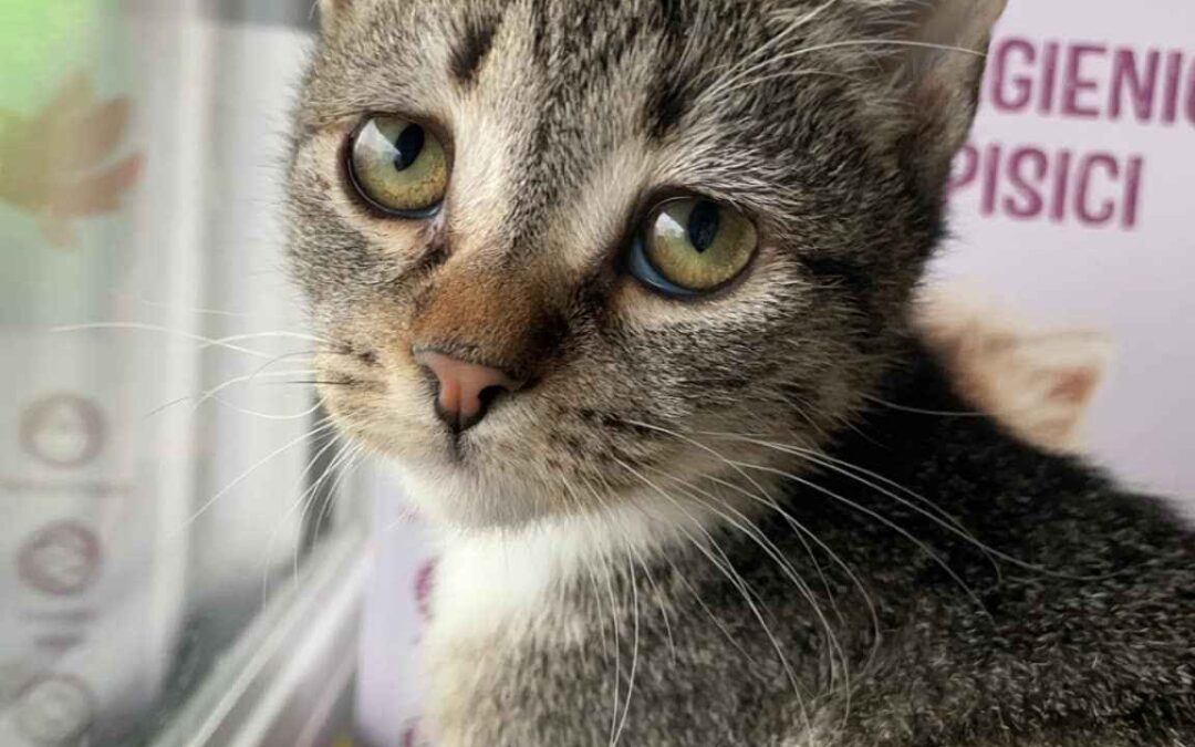 Ghid de prim ajutor pentru pisici găsite pe stradă: Ce să faci până ajungi la veterinar.