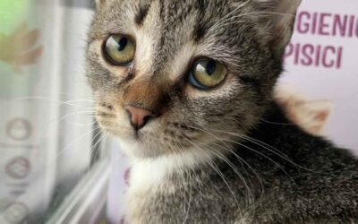 Ghid de prim ajutor pentru pisici găsite pe stradă: Ce să faci până ajungi la veterinar.