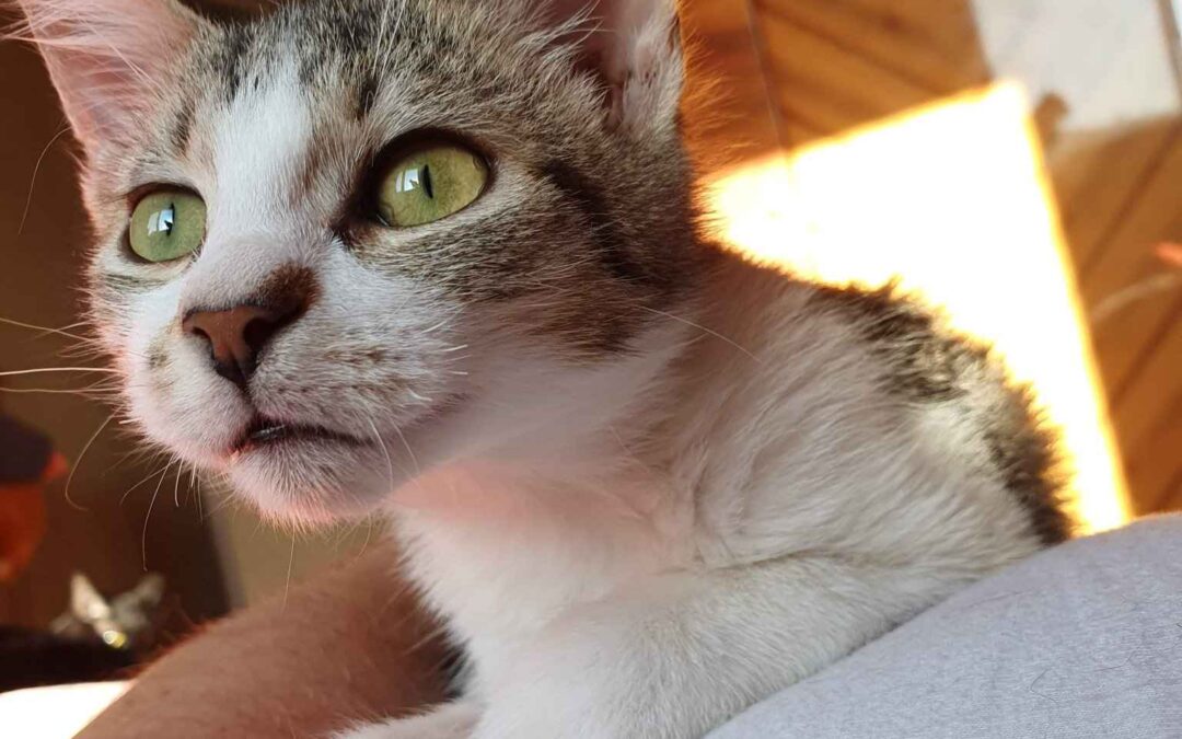 Tibi – Adopted – CHE