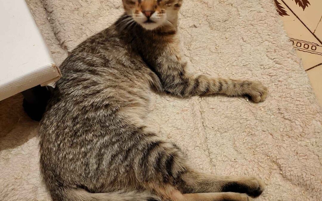 Tinkerbell – Adopted – NL